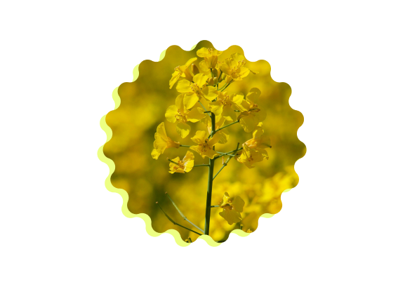 Canola
