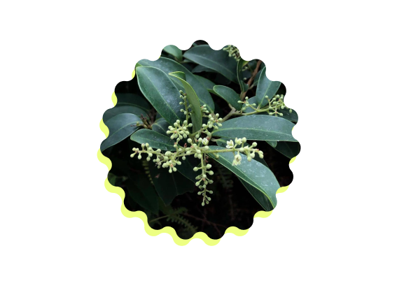Embelia-extract