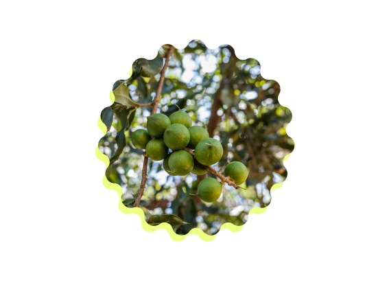Macadamia-olie